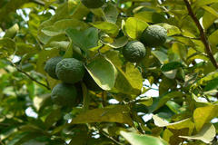 Citrus medica